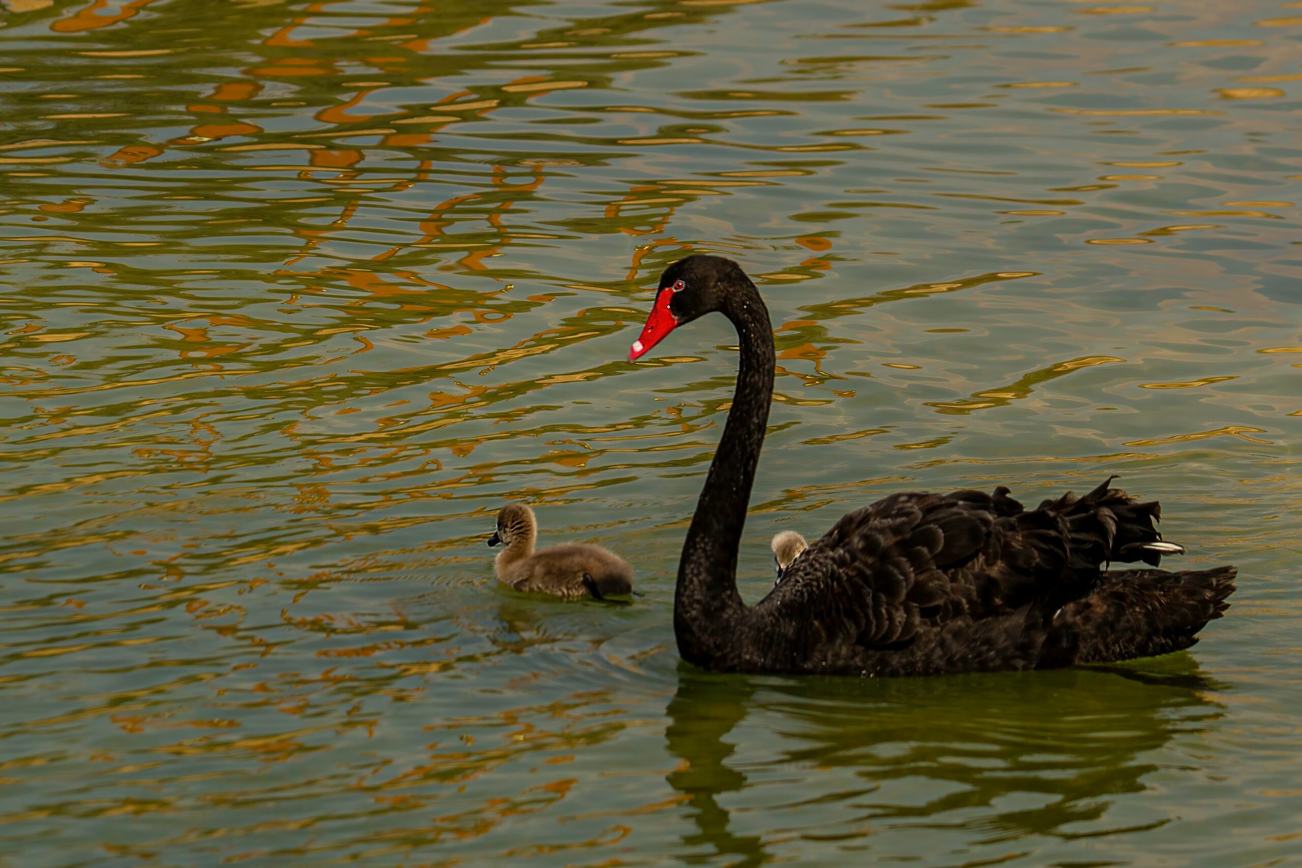 mother swan with her babies